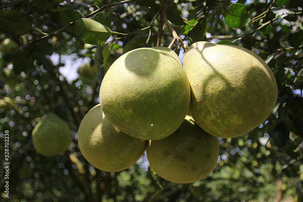 'Siam ruby' Pomelo, orchard in Pak Panung, Nakornsrithammarat, Thailand