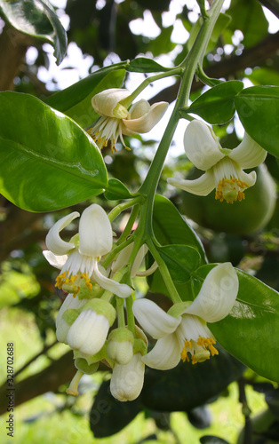 'Siam ruby' Pomelo, orchard in Pak Panung, Nakornsrithammarat, Thailand 