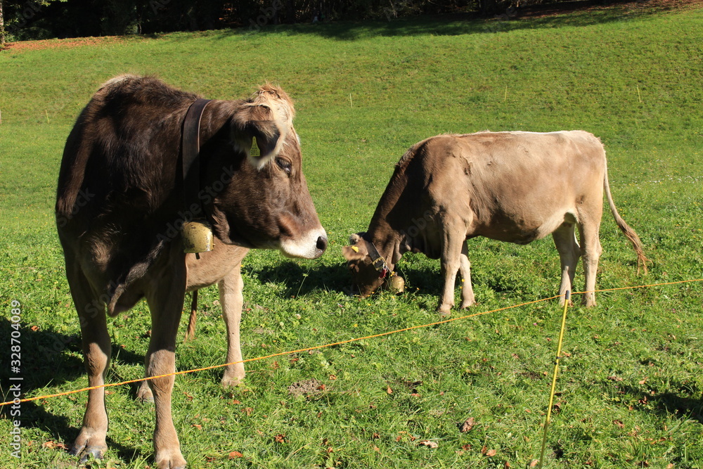 Fototapeta premium Cows with bells on green meadow in a sunny day in Liechtenstein, Europe.