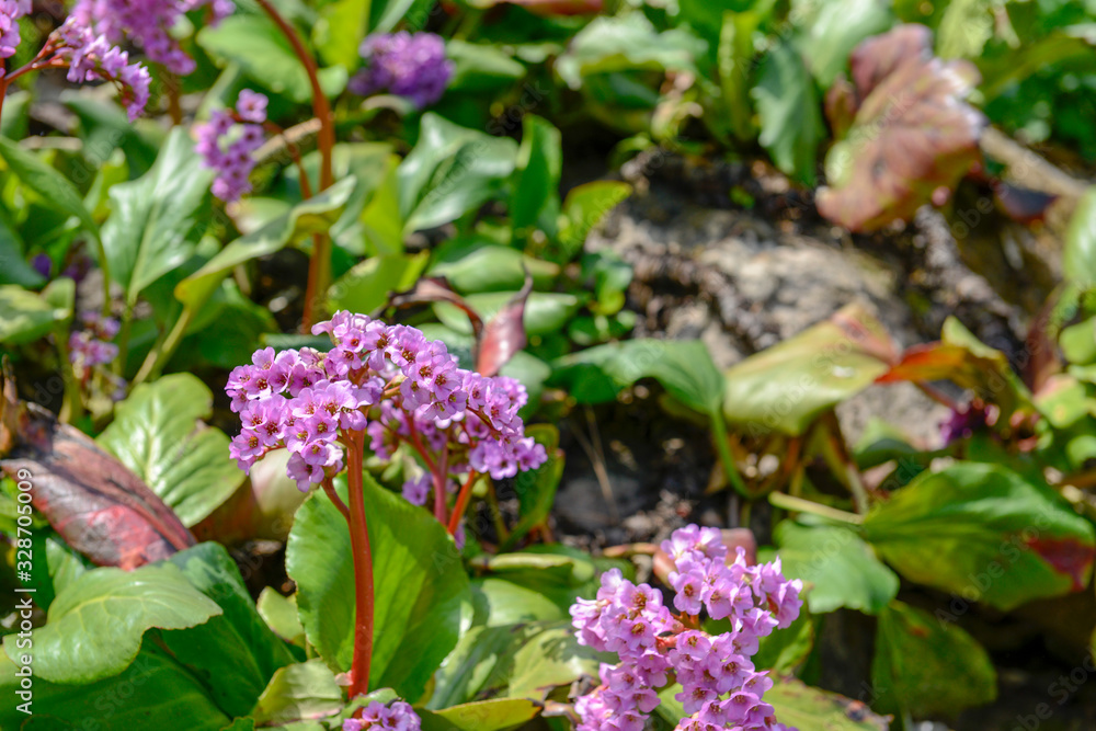 Rododendron