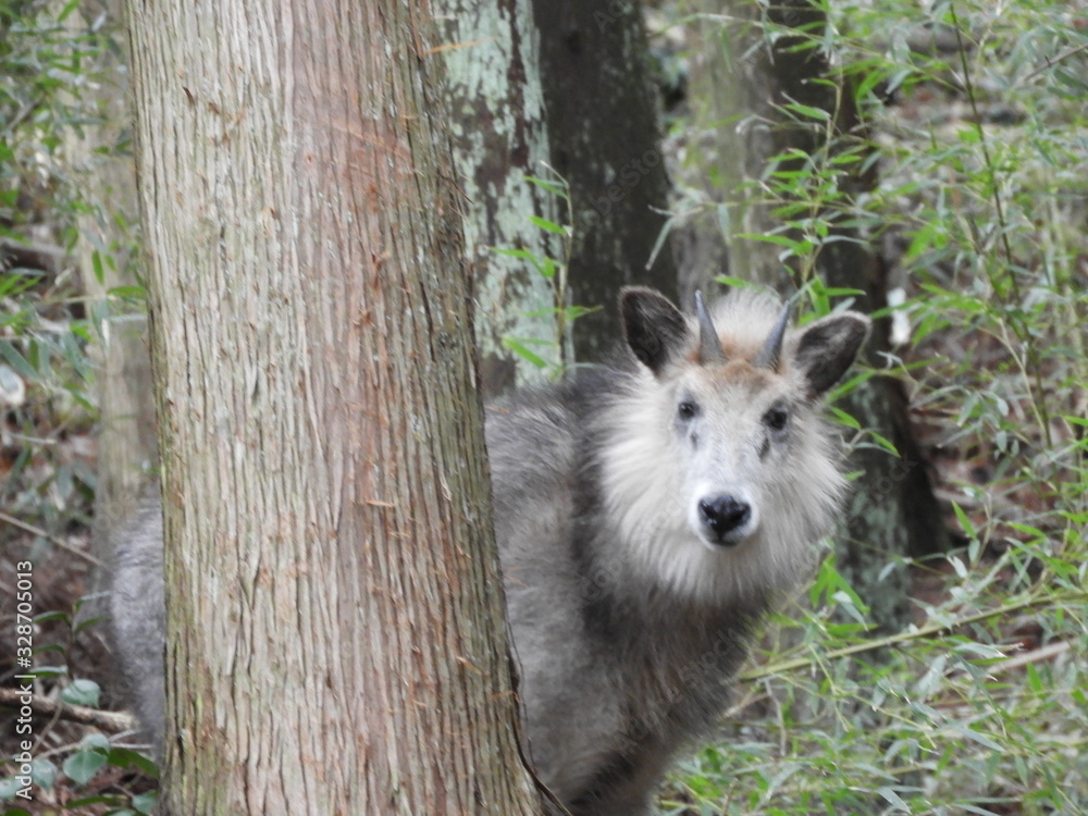 Fototapeta premium 二ホンカモシカ