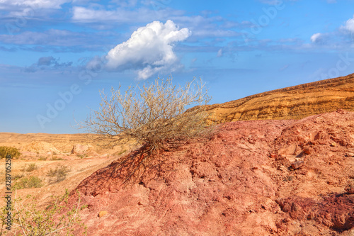 Lonely shrub on a red sand hill under the lovely sky in Colorful Sands Park Yeruham. National geological park HaMakhtesh HaGadol. Big Crater - geological erosional land form. Negev desert. Israel photo