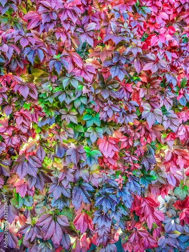 colored bush leaves flora plant wallpaper