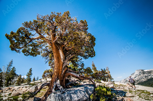 Bild auf Leinwand man walking by resilient tree in granite