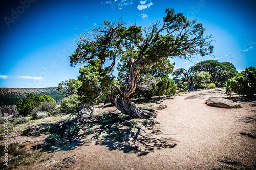 Принти на полотні twisty tree in desert