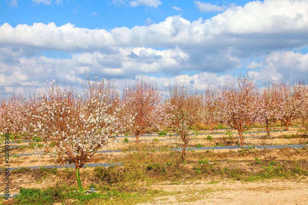 Blooming spring almond orchard. Flowering branches of a trees with fluffy white and pink flowers. Beautiful landscape with blue sky and tender clouds. Springtime in Israel Blooming spring almond orchard. Flowering branches of a trees with fluffy white and pink flowers. Beautiful landscape with blue sky and tender clouds. Springtime in Israel