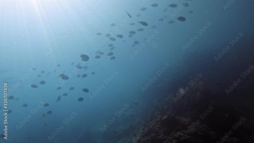 Underwater shot of corals and fish swimming in clear water of Andaman Sea in Thailand. Underwater shot of corals and fish swimming in clear water of Andaman Sea in Thailand.