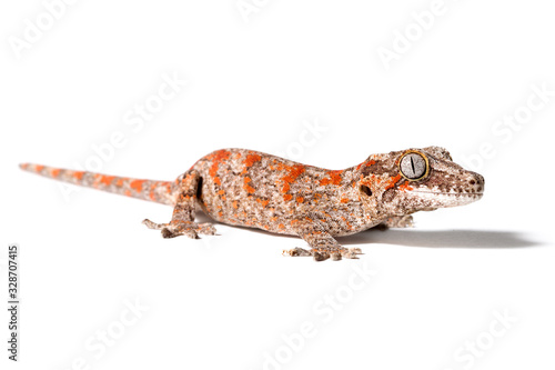 Gargoyle gecko isolated on white background