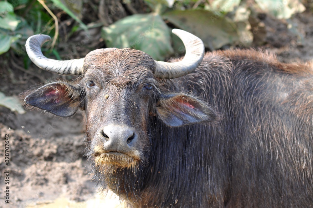 buffalo in national park, Sri Lanka buffalo in national park, Sri Lanka