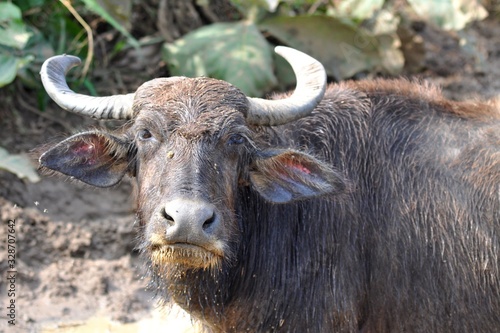 buffalo in national park, Sri Lanka