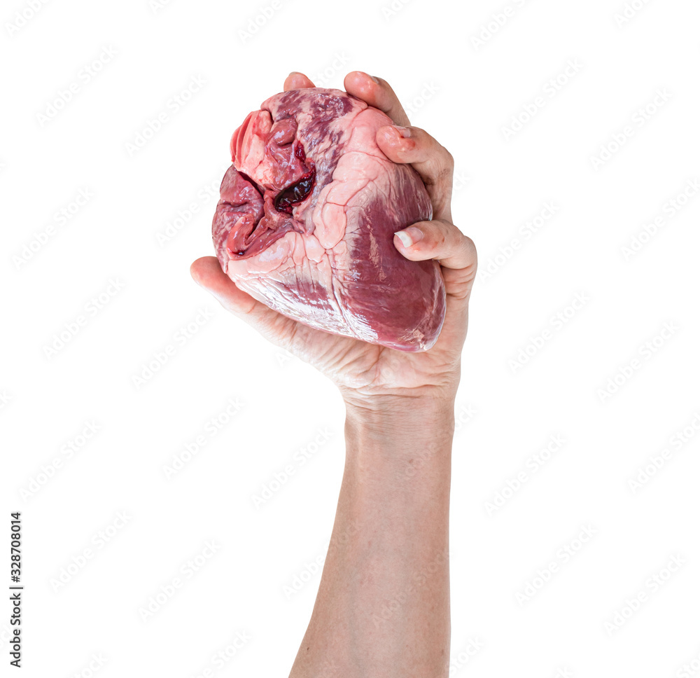 Fototapeta premium Human heart in hand isolated on white background. with clipping path