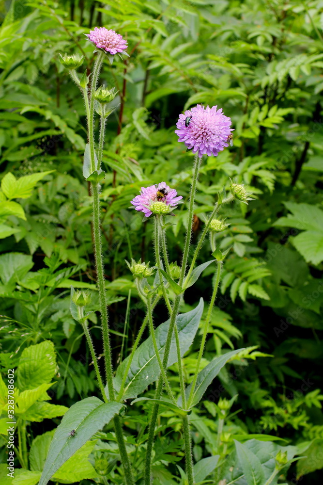 Wald- Wittwenblume, Knautia dipsacifolia ssp.  dipsacifolia