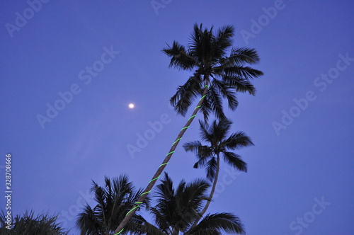 sunset and palm tree  Mirissa  Sri Laka