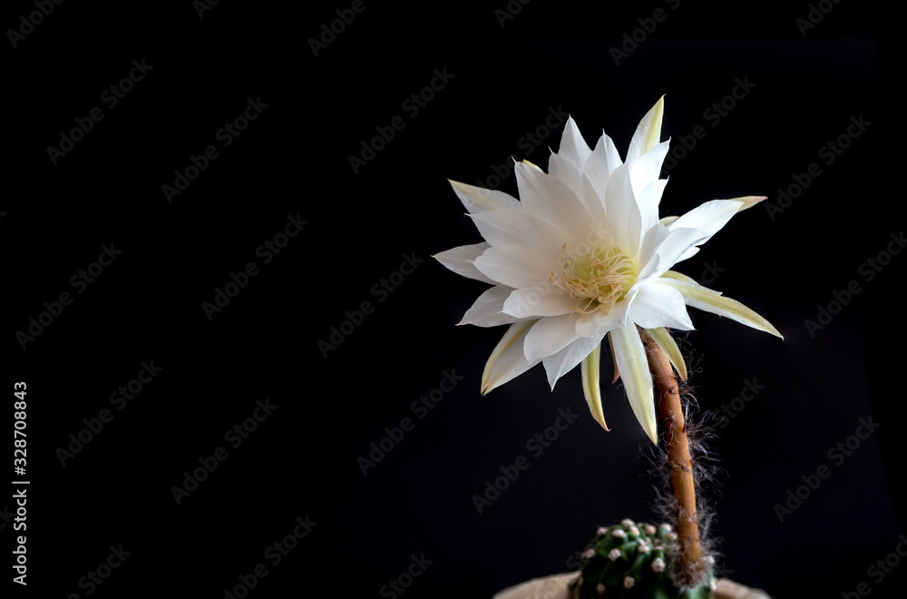 White color with fluffy hairy of Cactus flower on black background White color with fluffy hairy of Cactus flower on black background
