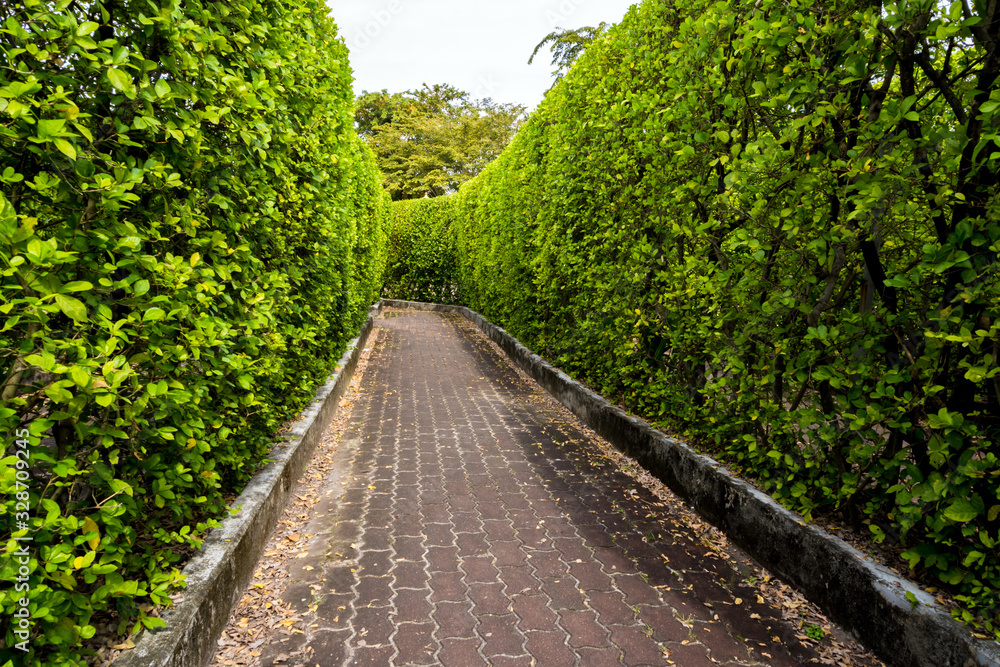 Brick walkway among tall tree walls Brick walkway among tall tree walls