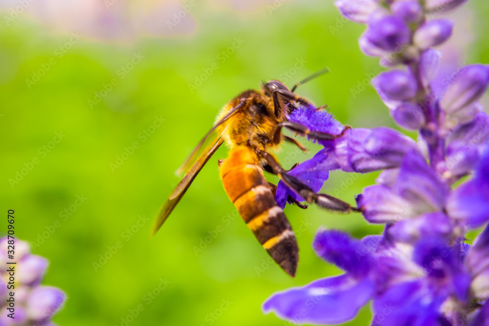 Honey Bee collecting pollen on blue inflorescence flower in the garden Honey Bee collecting pollen on blue inflorescence flower in the garden