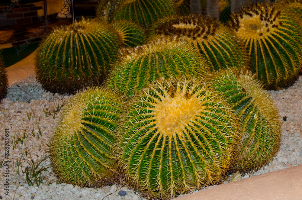 Cactus echinopsis on the background of small pebbles side view
