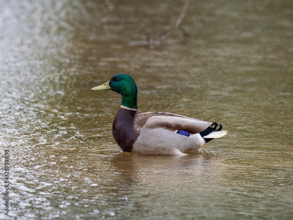 The male mallard (Anas platyrhynchos) stands in the water The male mallard (Anas platyrhynchos) stands in the water