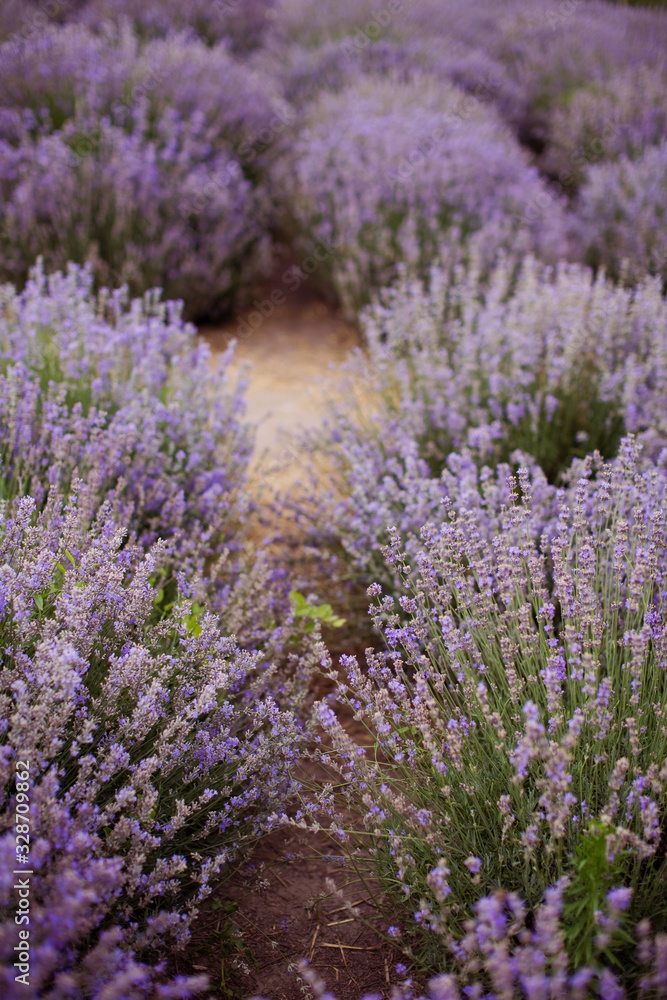 Obraz premium Field of purple lavender.