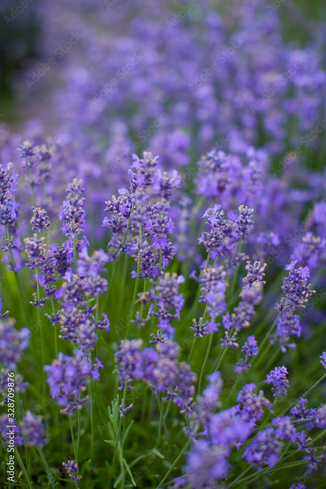 Naklejka premium Field of purple lavender.