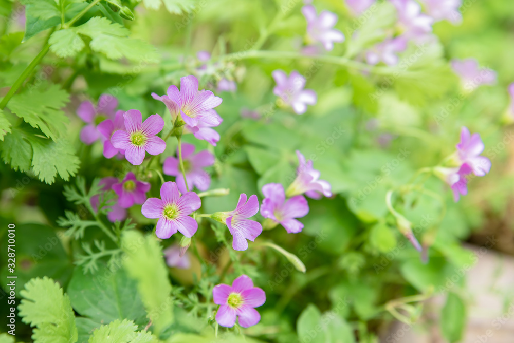 Wild flowers with purple flowers Wild flowers with purple flowers
