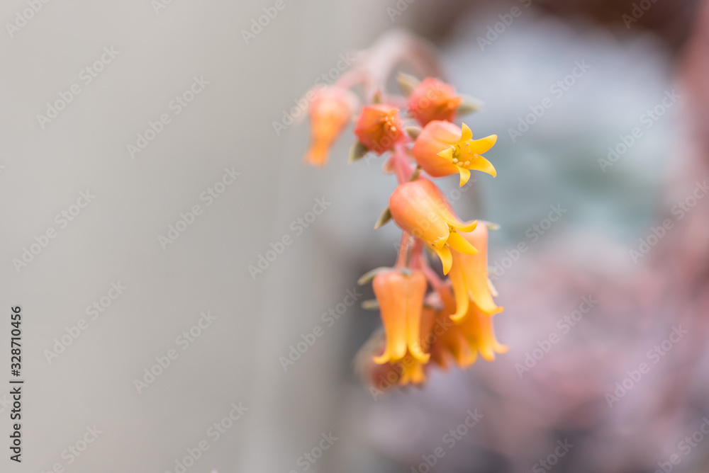 Fototapeta premium Lovely succulent plant in botanical garden