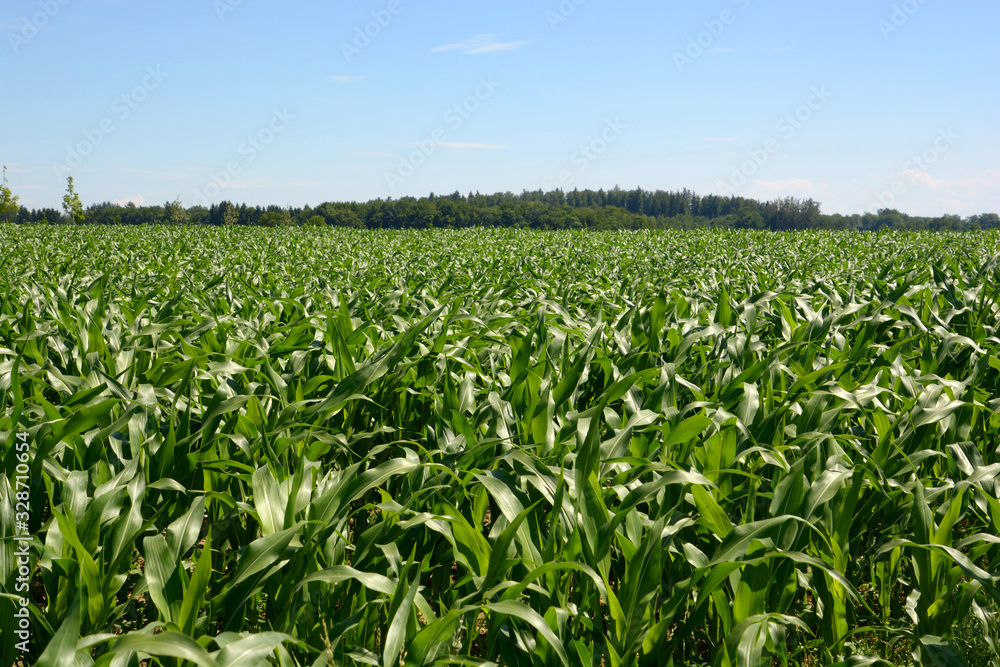 rural landscape with young green maize field in bavaria, maize field with young plants rural landscape with young green maize field in bavaria, maize field with young plants