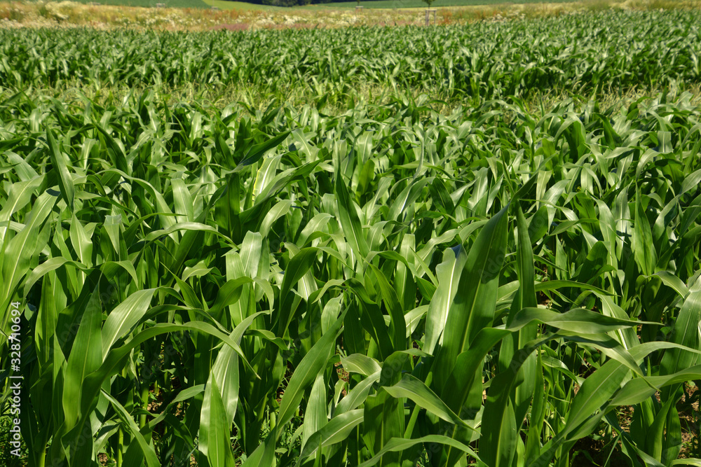 green corn field in the summer sunshine, rows of newly growing maize plants green corn field in the summer sunshine, rows of newly growing maize plants