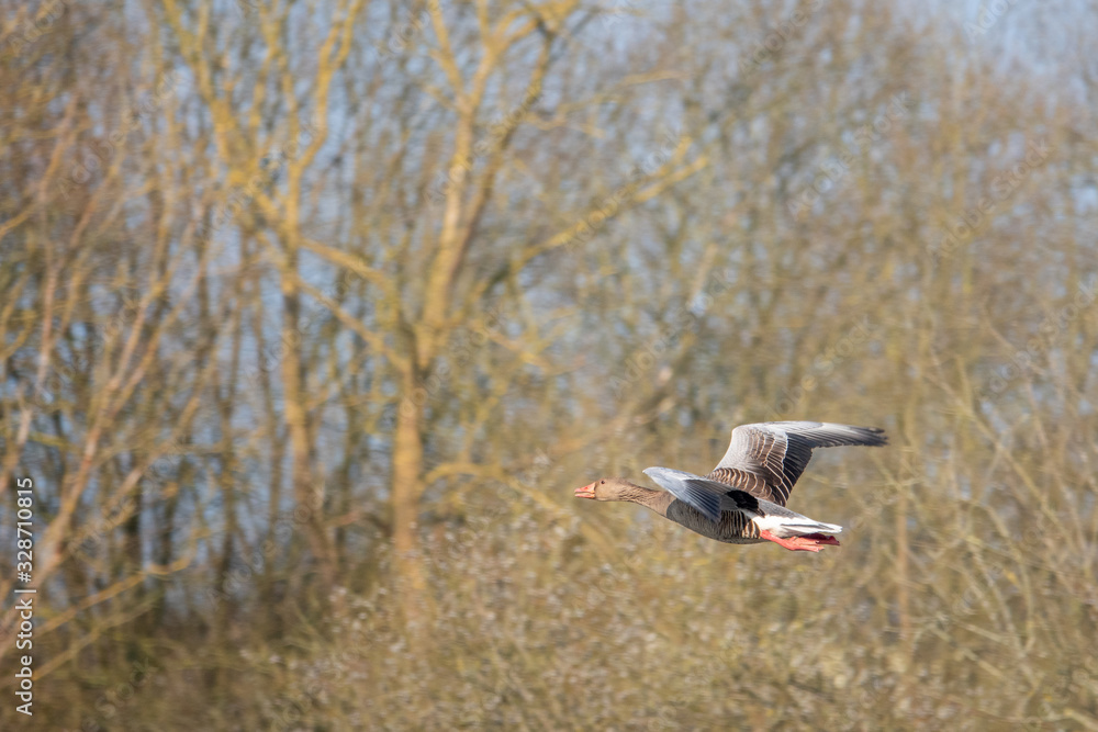 greylag goose flies at low altitude over a small pond in spring greylag goose flies at low altitude over a small pond in spring