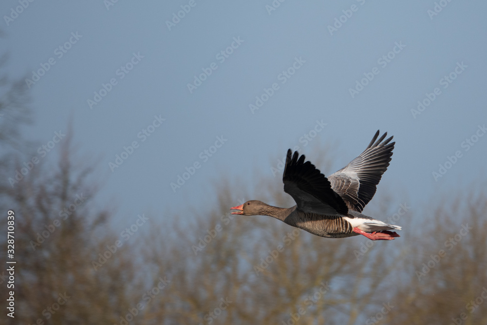 Naklejka premium greylag goose flies at low altitude over a small pond in spring