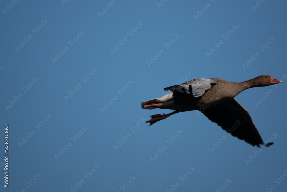 Obraz premium greylag goose flies at low altitude over a small pond in spring