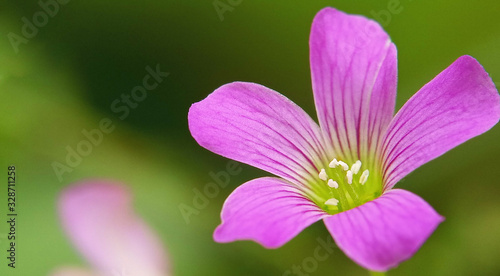 pink flower