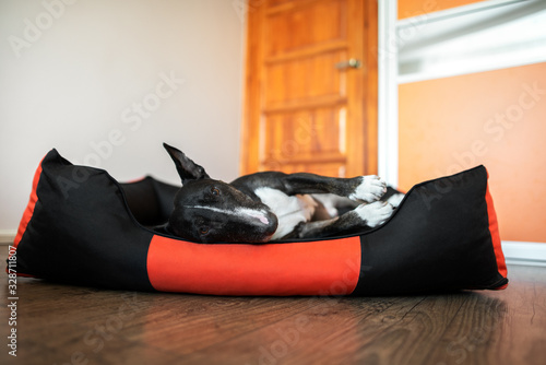 old bull terrier dog resting in a soft pet bed indoors