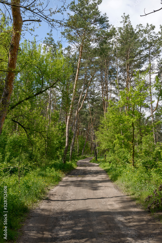 Country road in the spring pine forest.