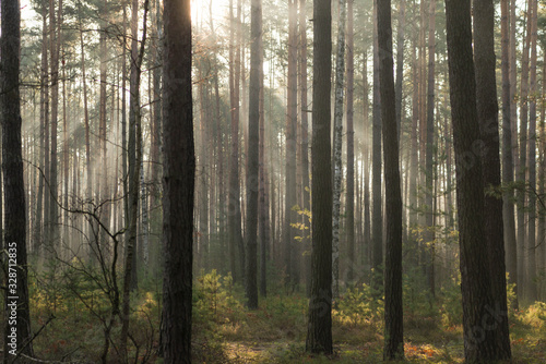 Przedwiośnie. Mglisty poranek w so0snowym lesie. © boguslavus