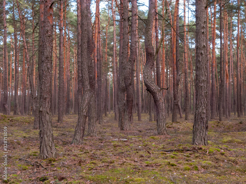 Zniekształcone drzewa w sosnowym lesie. - obrazy, fototapety, plakaty 