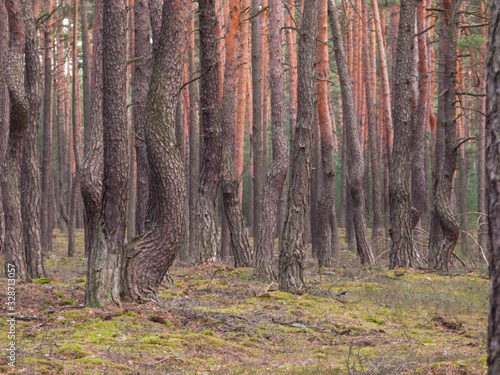 Fototapeta Naklejka Na Ścianę i Meble -  Zniekształcone drzewa w sosnowym lesie.