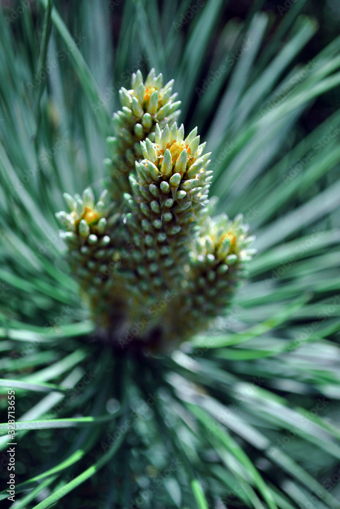 Green pine twigs with needles and new brown buds, top view, soft blurry background Green pine twigs with needles and new brown buds, top view, soft blurry background