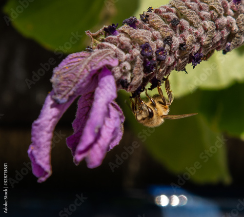 Honey Bees photo