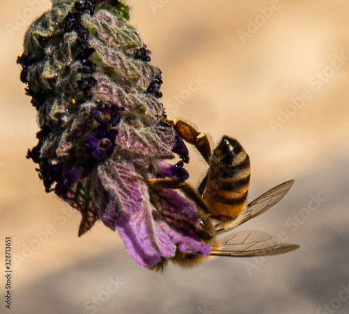 Honey Bees photo