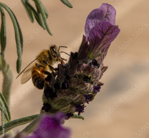 Honey Bees photo