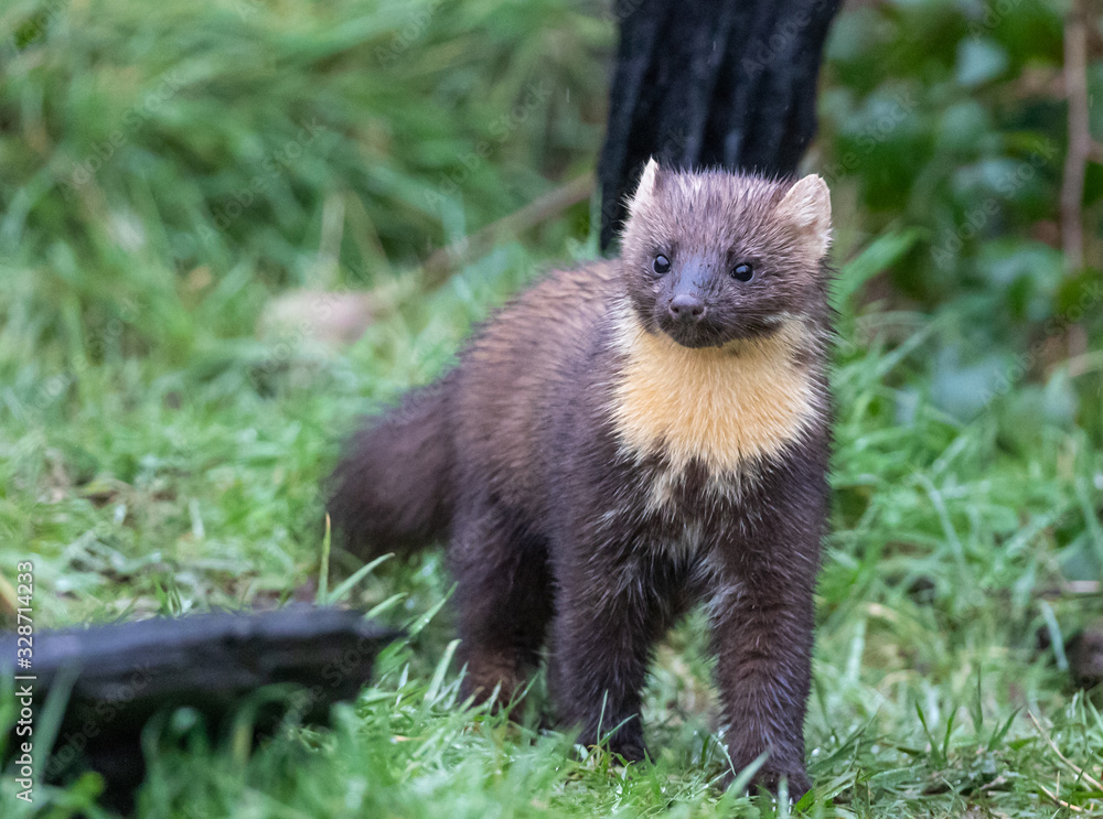 Pine Marten