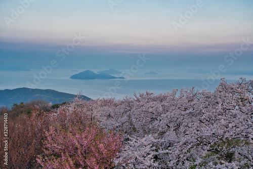 紫雲出山の桜