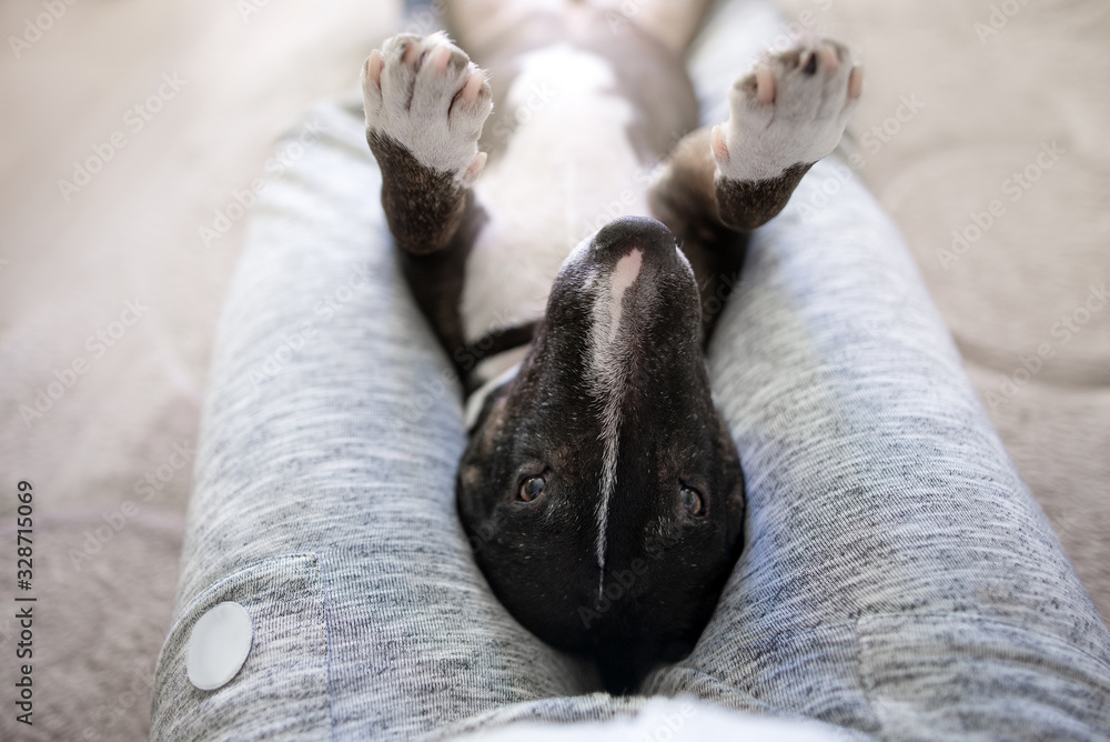 bull terrier dog lying upside down on owner lap indoors bull terrier dog lying upside down on owner lap indoors