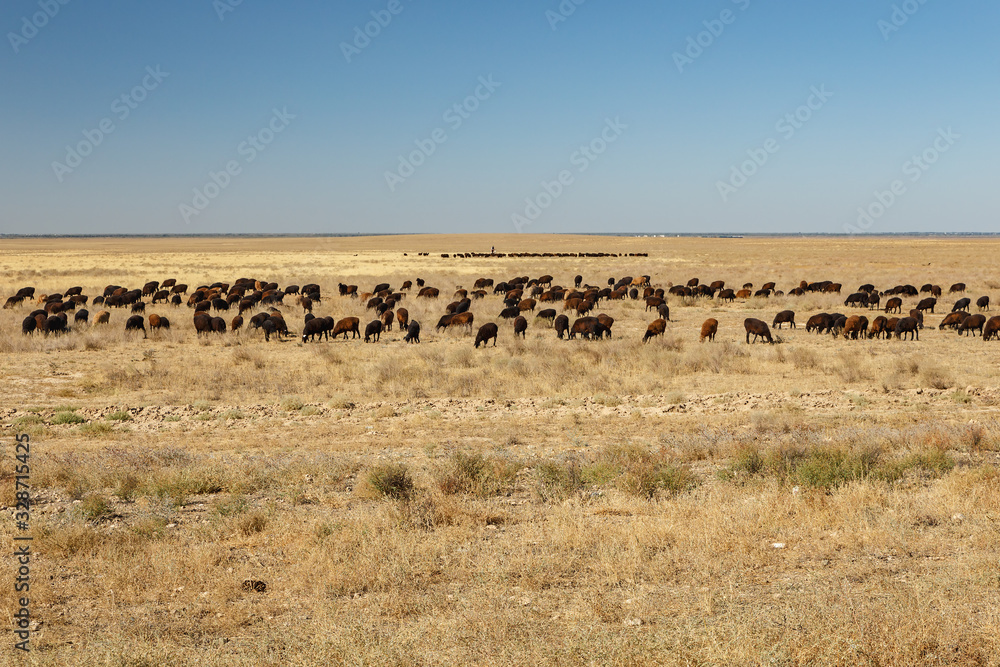 flock of sheep grazes in the steppes of Kazakhstan