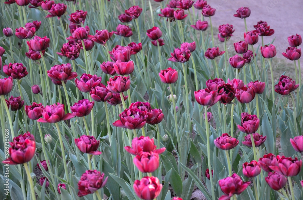 field of tulips