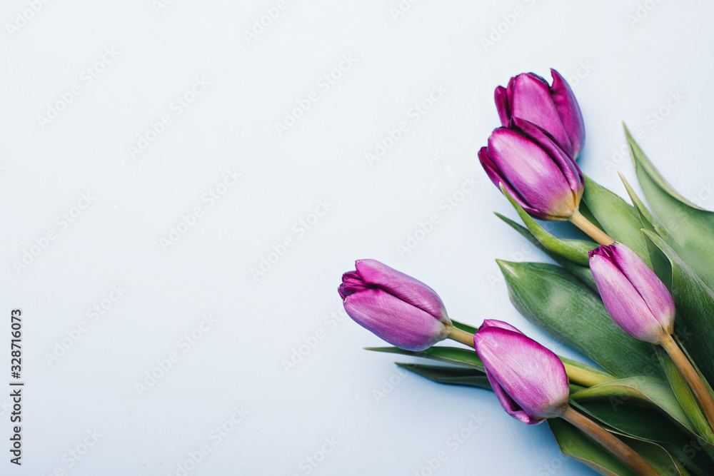 Bouquet of violet tulips on blue background close-up, top view