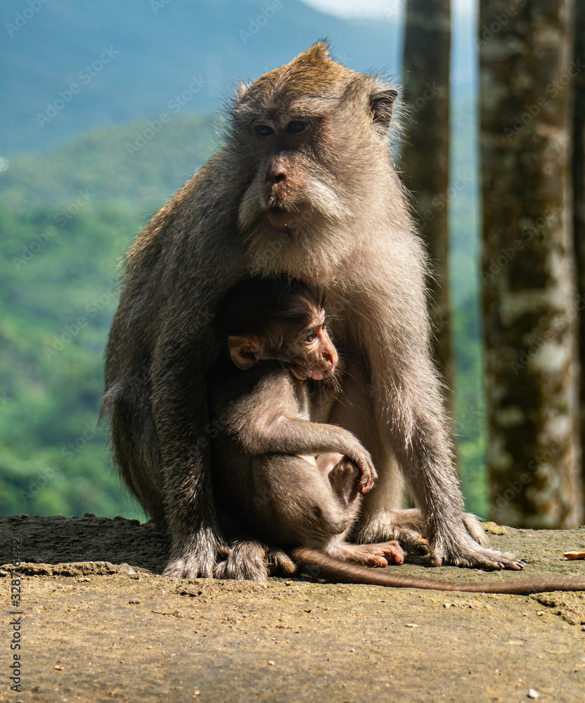 Mama and baby monkey (macaques) in the Monkey forest in Lombok, Indonesia with a beautiful view in the background Mama and baby monkey (macaques) in the Monkey forest in Lombok, Indonesia with a beautiful view in the background
