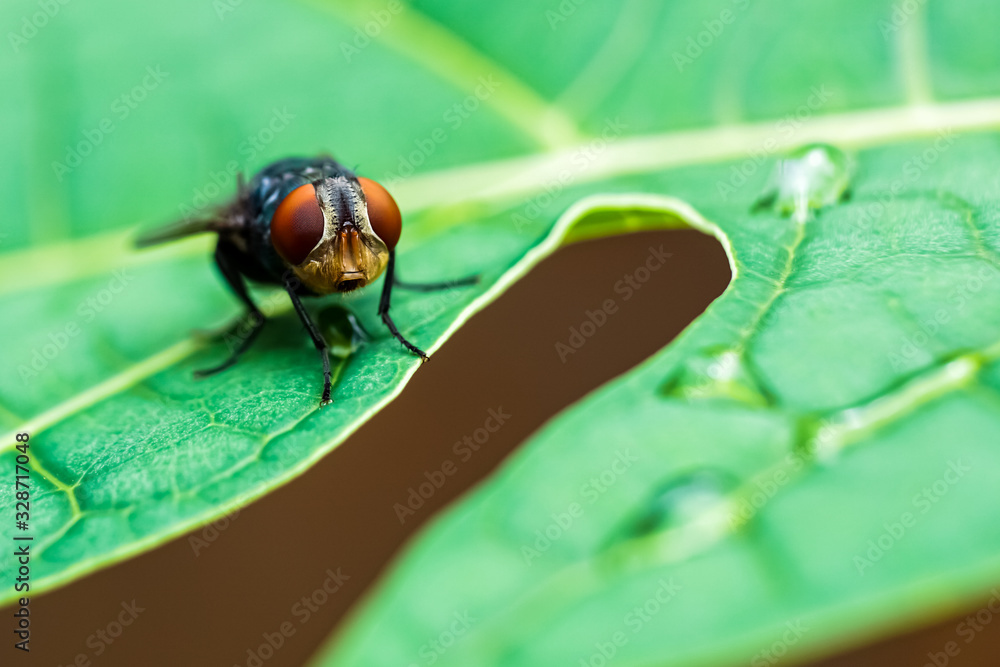 Naklejka premium a fly on a fresh leaf with water drops on it is photographed using macro techniques