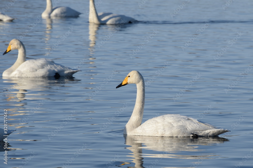 Whooper swans on wintering in the south of Western Siberia. Light Lake. The reserve Whooper swans on wintering in the south of Western Siberia. Light Lake. The reserve
